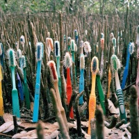 Des champs de brosses à dents aux arbres d'éponges